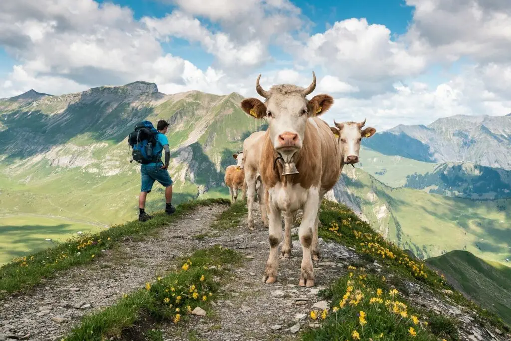 man in red jacket standing beside brown cow on green grass field during daytime