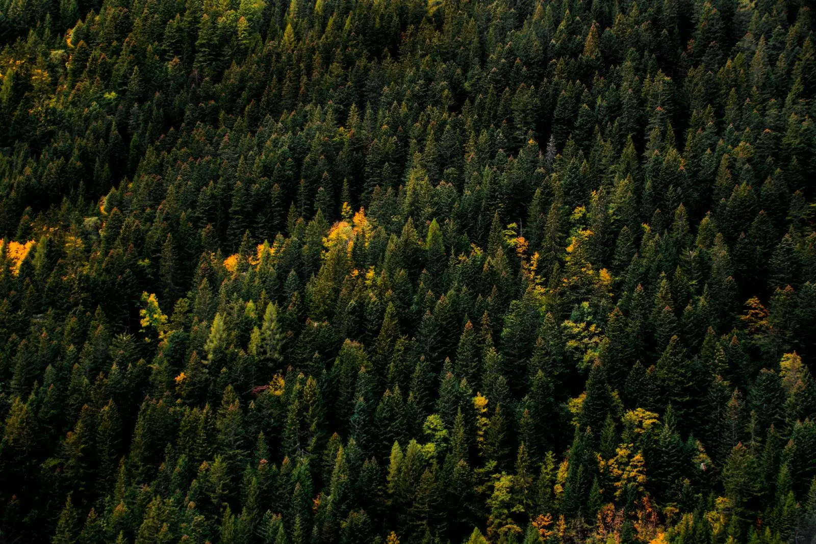 aerial photo of forest